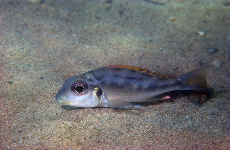 Callochromis melanostigma 'Resha'